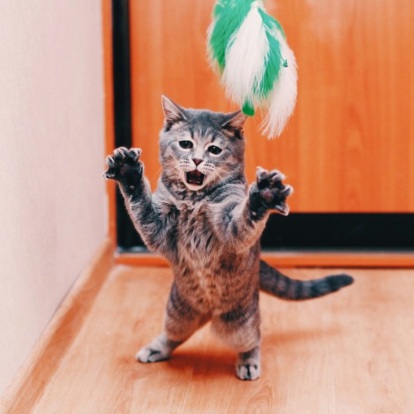 Réduire les frais vétérinaires du chat: conseils pratiques